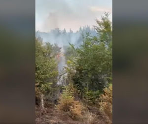 Pożary na Dolnym Śląsku jeden po drugim. Leśnicy pokazali nagranie i apelują!