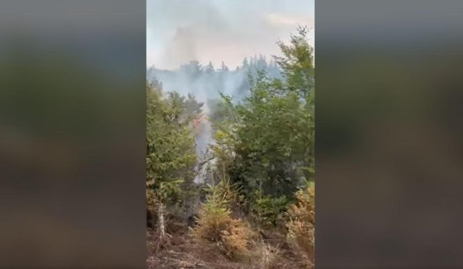 Pożary na Dolnym Śląsku jeden po drugim. Leśnicy pokazali nagranie i apelują!
