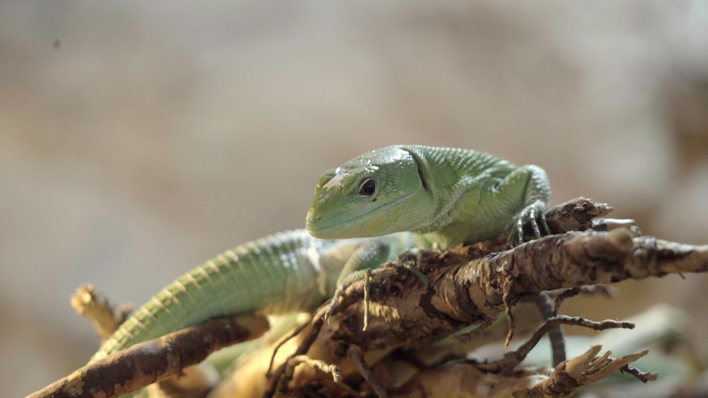 Miniaturowy smok urodził się we wrocławskim ZOO. Zobacz, jaki jest uroczy! [ZDJĘCIA]