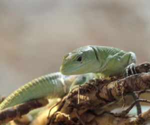 Miniaturowy smok urodził się we wrocławskim ZOO. Zobacz, jaki jest uroczy! [ZDJĘCIA]