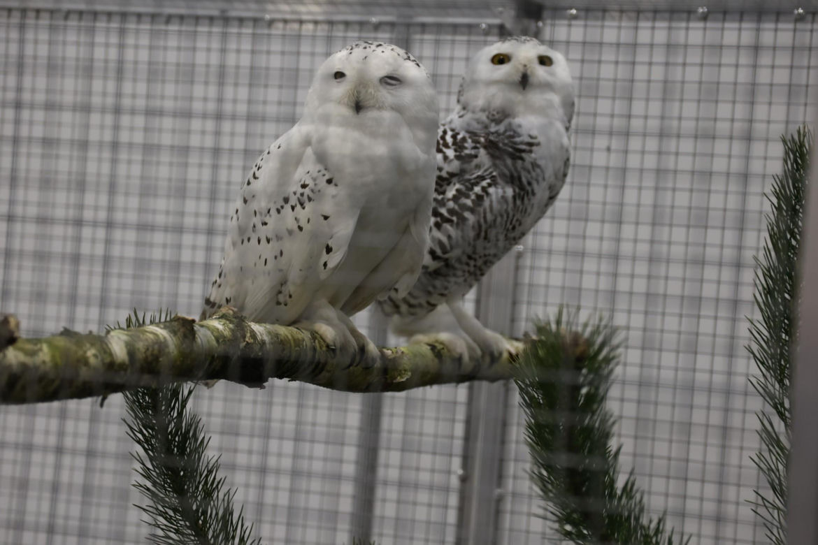 Zoopark 2024 w Lublinie. Można podziwiać wiele gatunków zwierząt