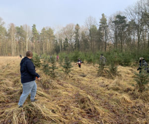 Choinkobranie w Lasach Państwowych. Tu pachnące choinki kupisz za grosze