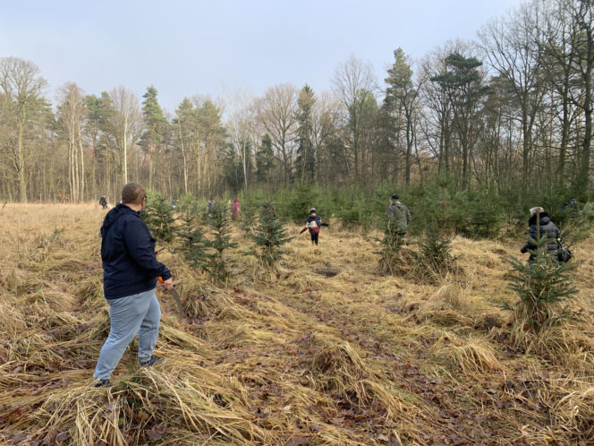 Choinkobranie w Lasach Państwowych. Tu pachnące choinki kupisz za grosze