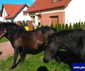 Kucyki biegały po ulicach Kętrzyna