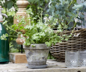 Pelargonie pachnące