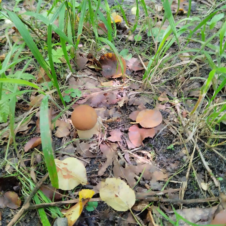 Wysyp grzybów w woj. lubelskim! Pani Monika chwali się niesamowitymi zbiorami!