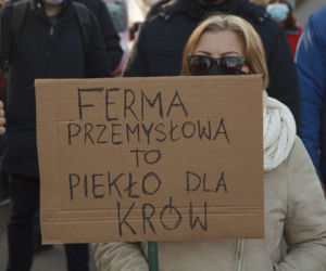 Nie chcą krów, much i smrodu