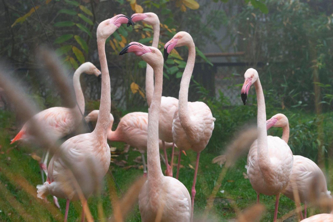 Krakowskie ZOO będzie oszczędzać, ale nie ma zamiaru zamknąć się na mieszkańców