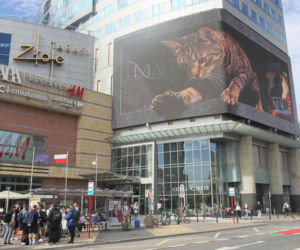 Kot na ekranie reklamowym LED Warsaw STAGE na wieżowcu Skylight