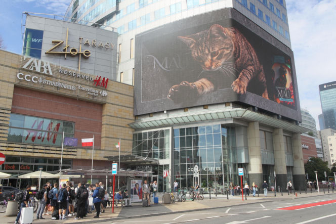 Kot na ekranie reklamowym LED Warsaw STAGE na wieżowcu Skylight