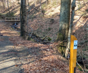 Singletrack pod Honem