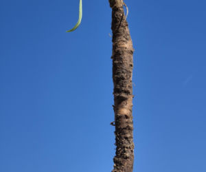 Wężymord to jedno z najbardziej niedocenianych warzyw w polskiej kuchni. Jest bogate w inulinę oraz cenne minerały