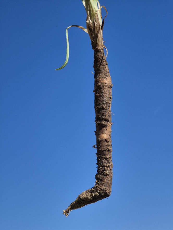 Wężymord to jedno z najbardziej niedocenianych warzyw w polskiej kuchni. Jest bogate w inulinę oraz cenne minerały