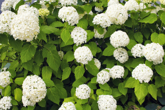 Hortensja drzewiasta 'Anabelle'