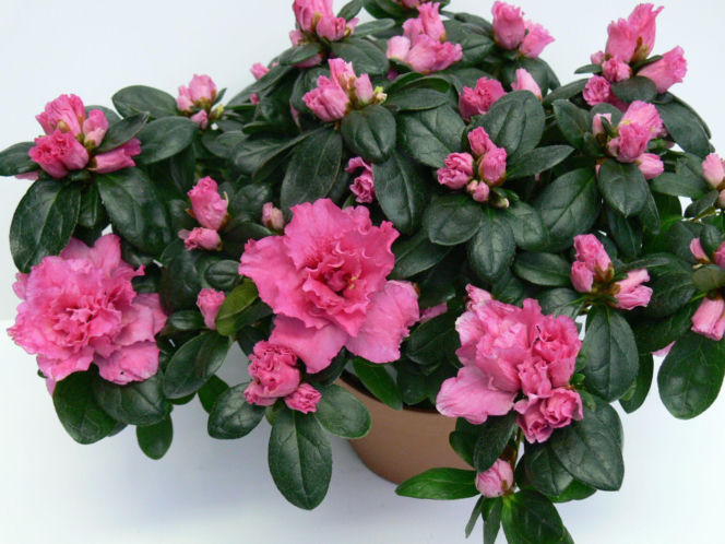 Azalia doniczkowa