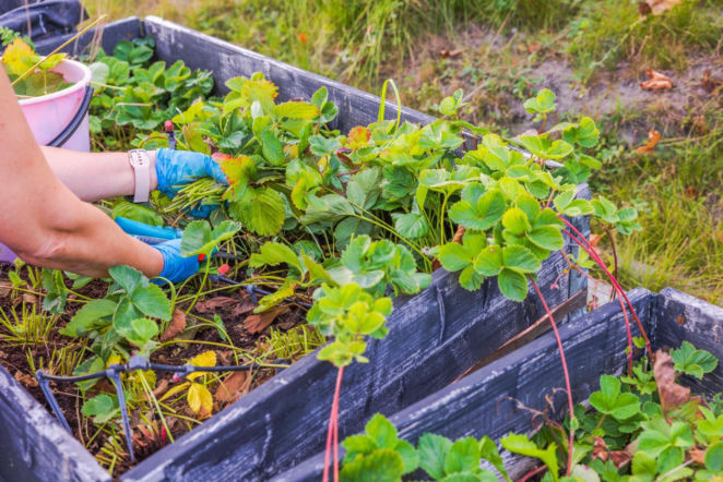 Włóż banany zanim włożysz truskawki! Dziadkowy sposób na większe plony i soczyste truskawki. Działa dwa razy lepiej niż klasyczne nawożenie