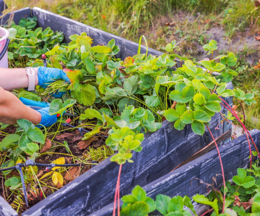 jesienne nawożenie truskawek