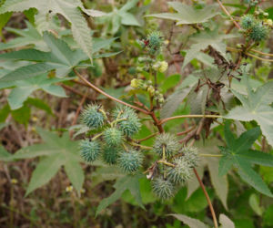 Rącznik pospolity (Ricinus communis)