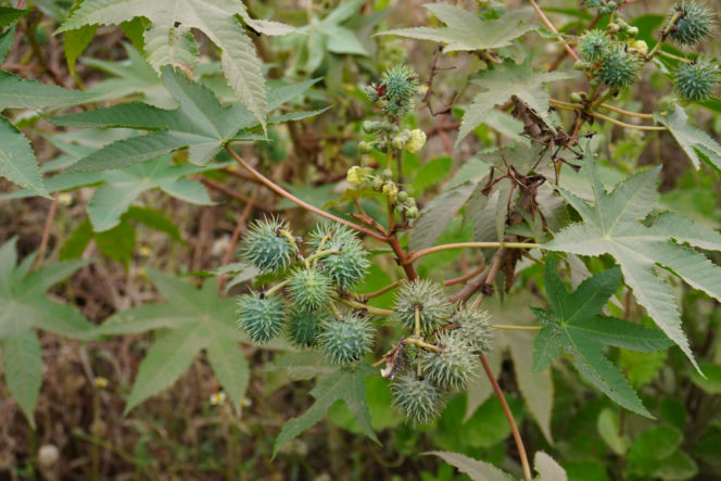 Rącznik pospolity (Ricinus communis)