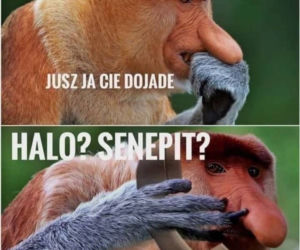 Puste półki w sklepach. MEMY - Polacy szturmują sklepy