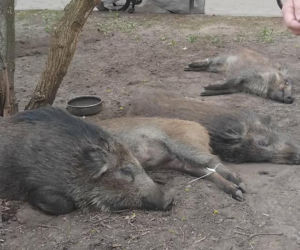 Na Bemowie uśmiercono stado dzików. W sieci burza. Ratusz tłumaczy: „Innego wyjścia nie było”