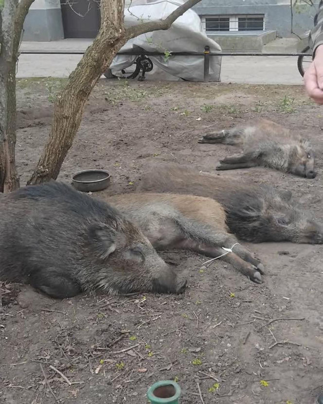 Na Bemowie uśmiercono stado dzików. W sieci burza. Ratusz tłumaczy: „Innego wyjścia nie było”