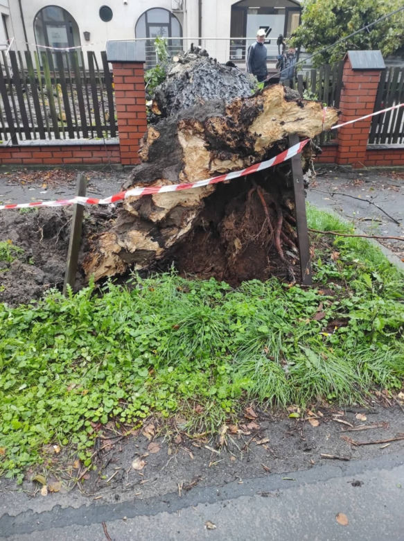 Drzewo spadło na samochód