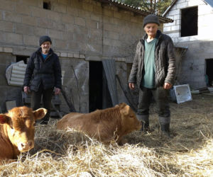 Rolnik z Podlasia bronił swojego bydła. Gdyby nie brat, to by mnie tam zatłukli