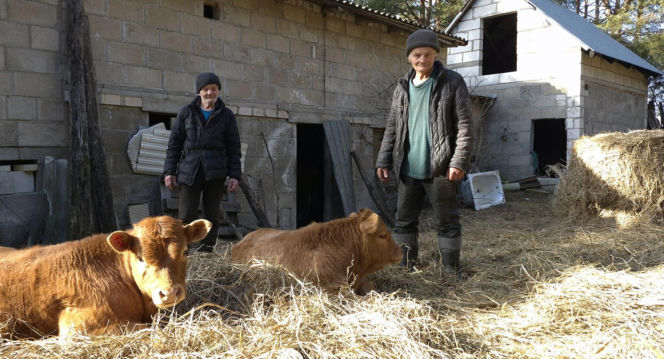 Rolnik z Podlasia bronił swojego bydła. "Gdyby nie brat, to by mnie tam zatłukli"
