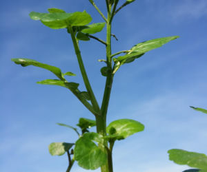 Nie awokado ani jarmuż. Naukowcy wskazali najzdrowsze warzywo no świecie. Polacy wciąż rzadko po nie sięgają