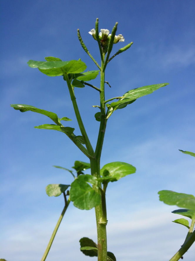Nie awokado ani jarmuż. Naukowcy wskazali najzdrowsze warzywo no świecie. Polacy wciąż rzadko po nie sięgają