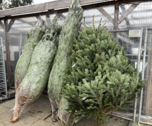 ESKA UBIERZE CI CHOINKĘ 2025