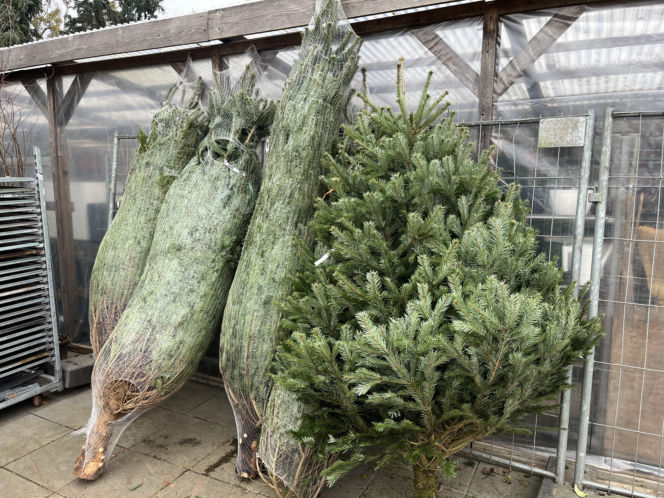 ESKA UBIERZE CI CHOINKĘ 2025