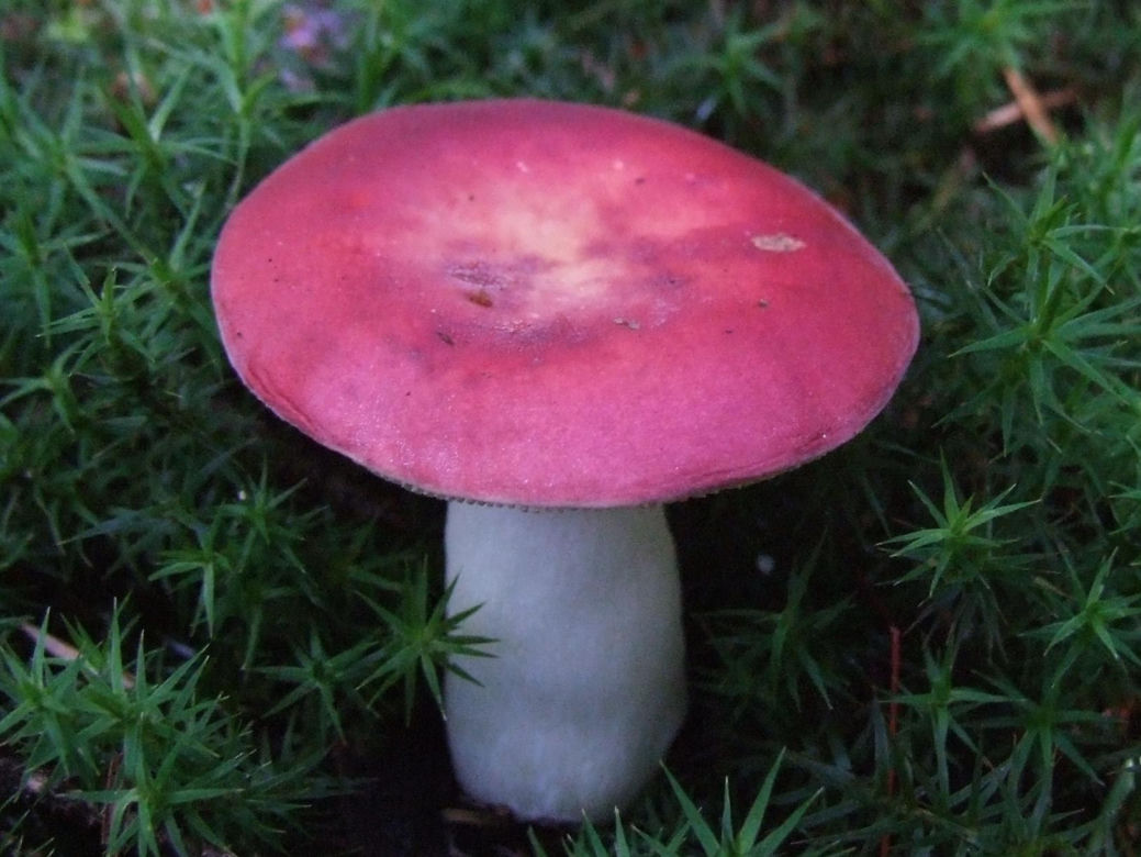 Gołąbek Wymiotny