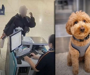 Kobieta porzuciła psa na lotnisku! Powód łamie serce