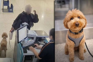 Kobieta porzuciła psa na lotnisku! Powód łamie serce