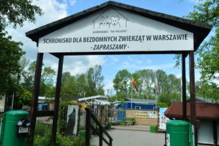 NIK rozpoczyna kontrolę. Pod lupą Schronisko na Paluchu