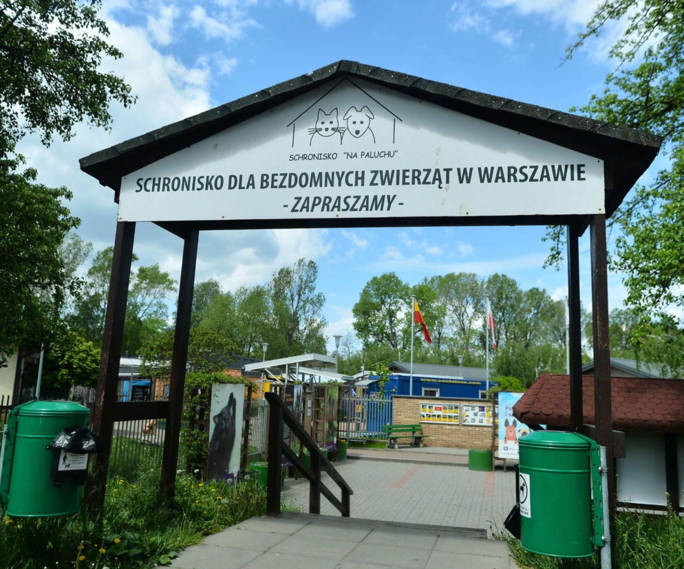 NIK rozpoczął kontrolę. Pod lupą Schronisko na Paluchu