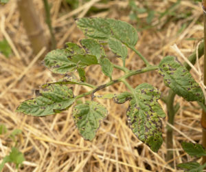 Alternarioza pomidora