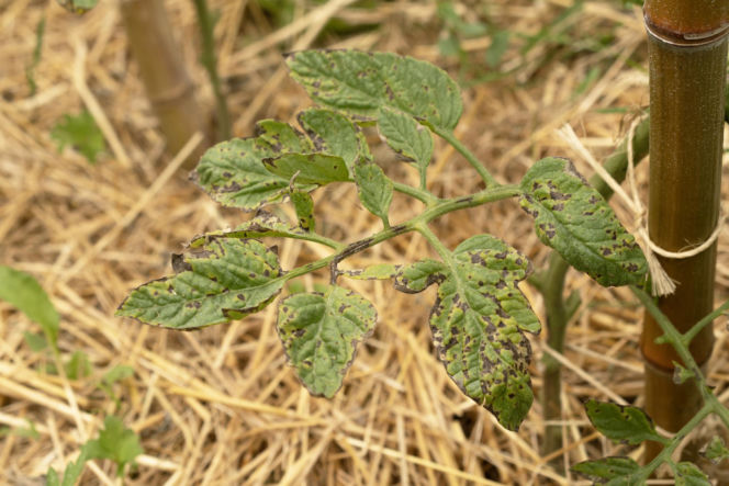 Alternarioza pomidora
