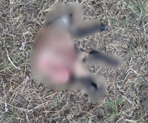 Koszmar w agroturystyce. Owce i daniele zagryzione, część zwierząt wrzucona do stawu!