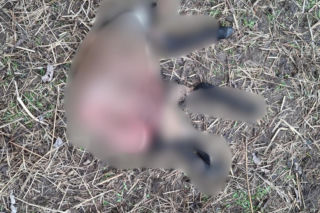 Koszmar w agroturystyce. Owce i daniele zagryzione, część zwierząt wrzucona do stawu!