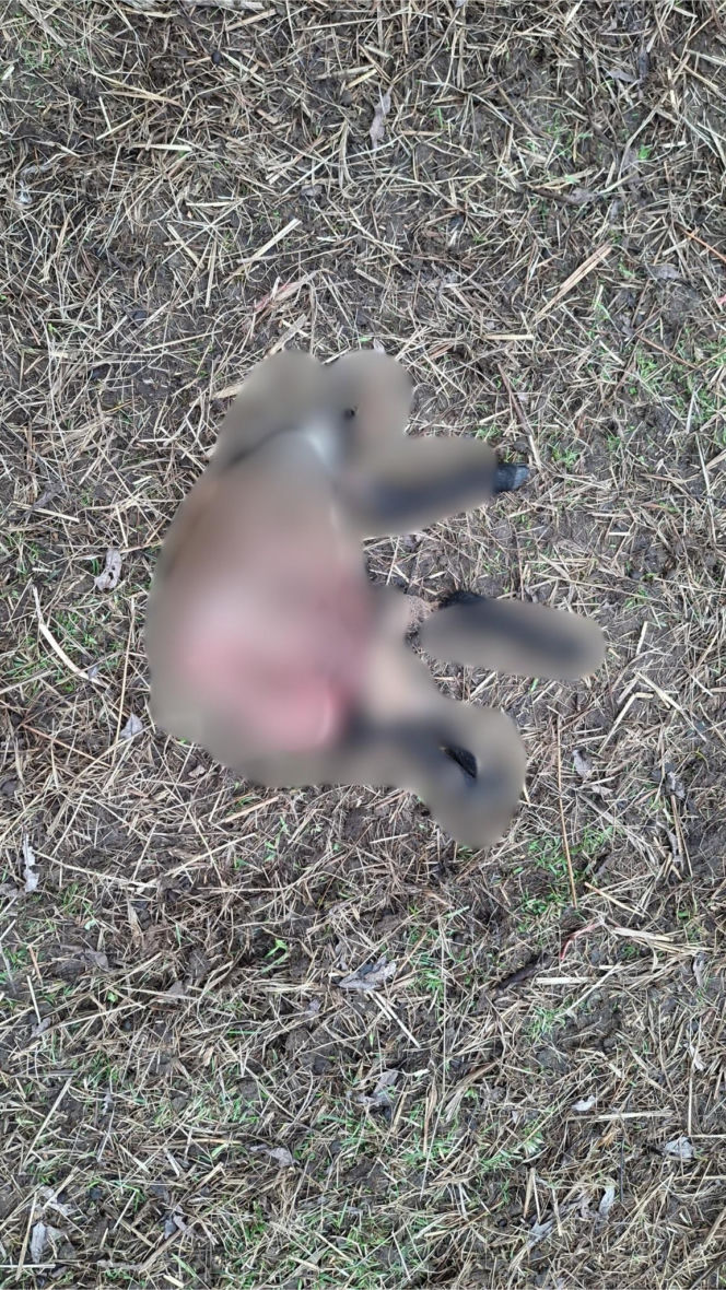 Koszmar w agroturystyce. Owce i daniele zagryzione, część zwierząt wrzucona do stawu!