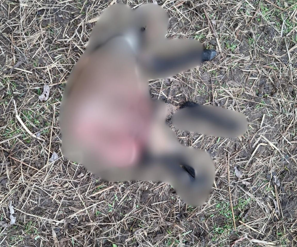 Koszmar w agroturystyce. Owce i daniele zagryzione, część zwierząt wrzucona do stawu!