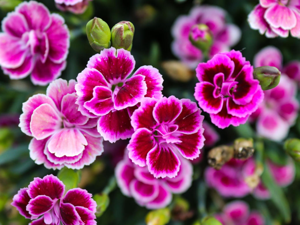 Goździk ogrodowy (Dianthus caryophyllus)