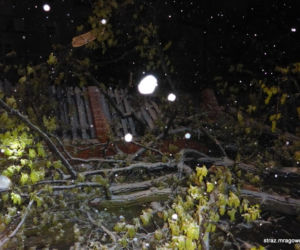 Śnieżyca w Mrągowie. Upadające drzewo uszkodziło trzy auta i zerwało linię energetyczną