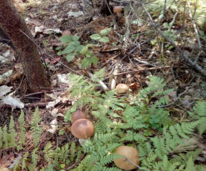 Grzybobranie na Podkarpaciu: Zdjęcia Czytelników
