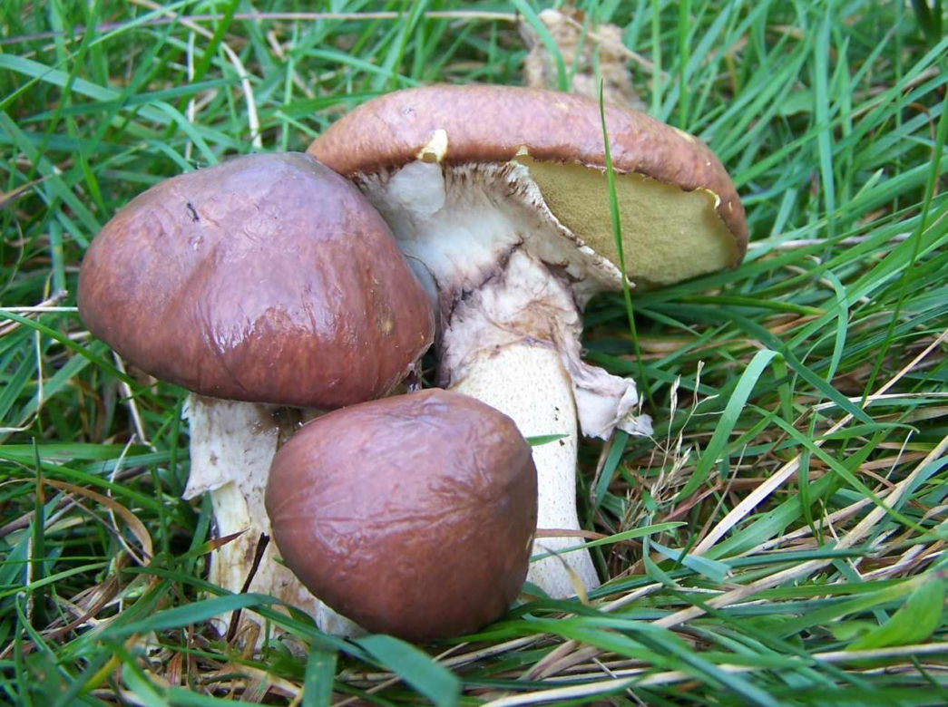 Maślaki