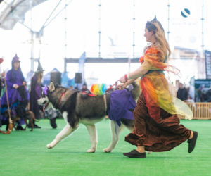 Duo Cacib Kielce - Międzynarodowa Wystawa Psów Rasowych w Targach Kielce