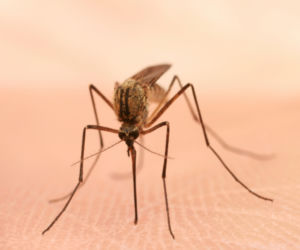 Naturalne sposoby na komary. Sprawdzone domowe sposoby na uciążliwe komary